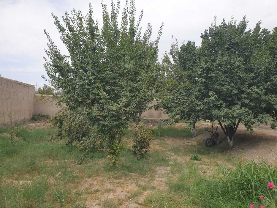 Hovli 8 sotix sotiladi