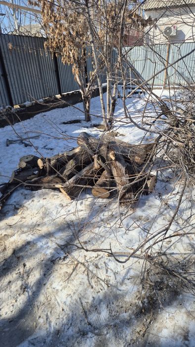 Тал ағаш отын бревно дрова тегін. Бесплатно