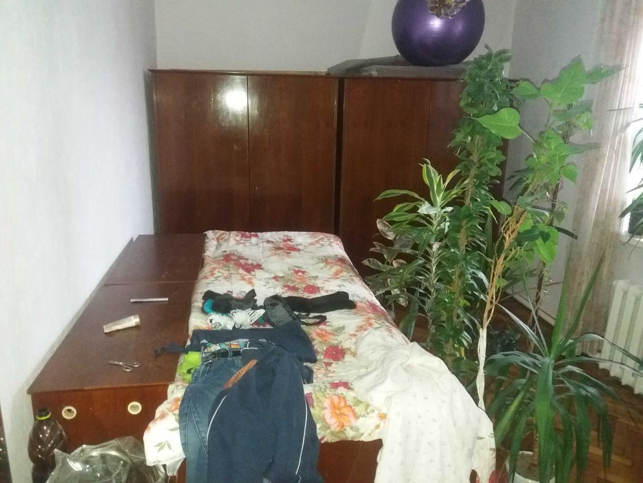 комнатные растения