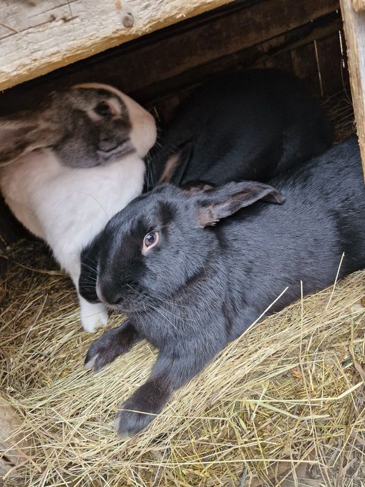 Vând iepuri ,2 masculi și 3 femele