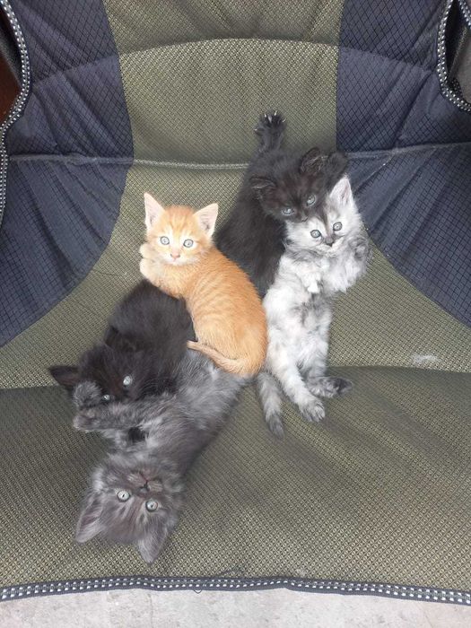 В добрые руки котят