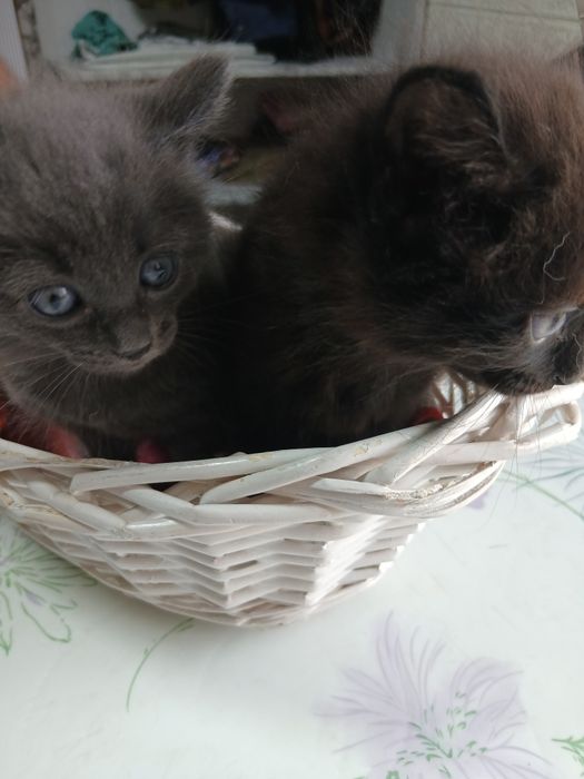 Продам активных котят