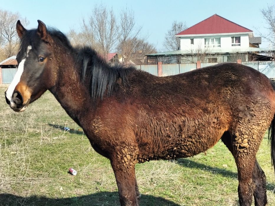 Кобылка.Баитал Лошади