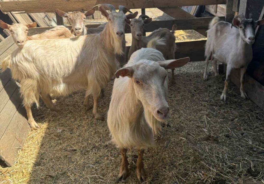 Capre de vânzare Cuza Vodă , Galați  !!!