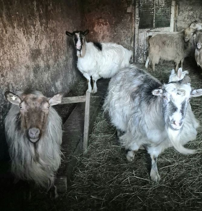 Capre 12 buc si 6 iezi