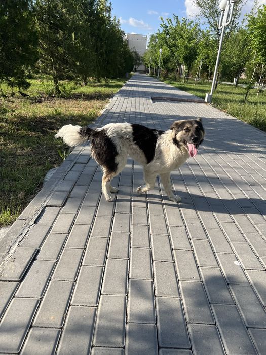 Ищу нового хозяина для собаки.