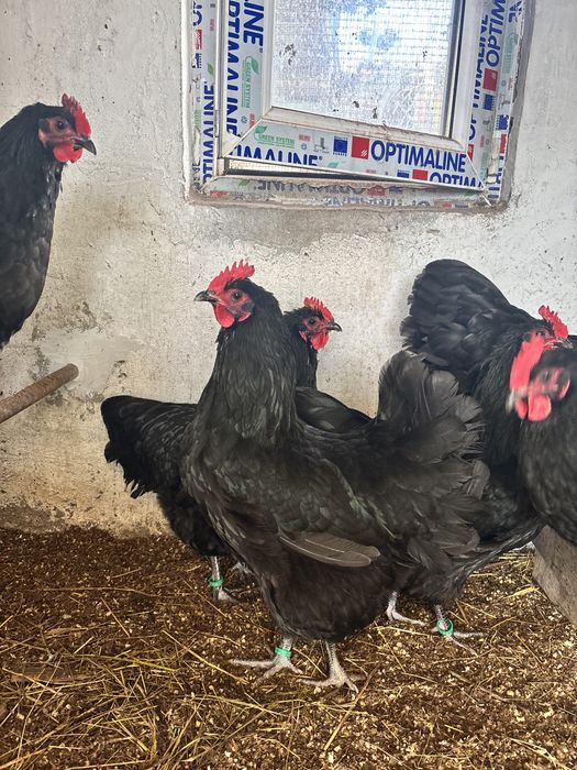 Ouă de incubat Australorp Negru