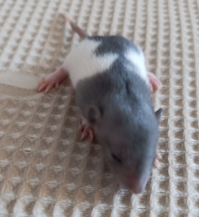 Продаю милых ласковых крысят.