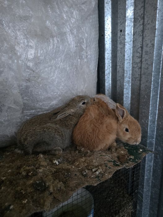 Продам кроликов подрощенных