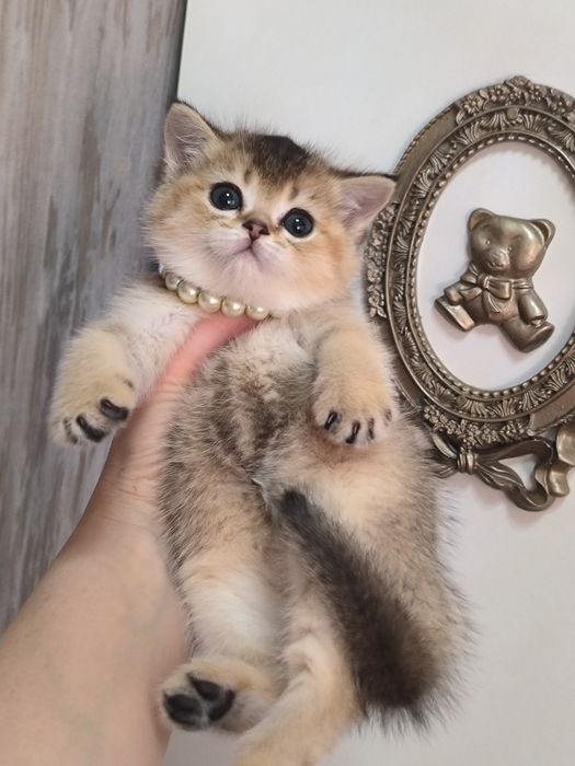 Котята чистокровные