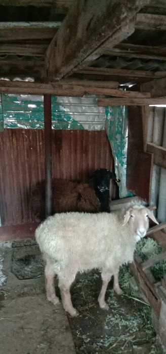 Қой,ұрғашы қойлар