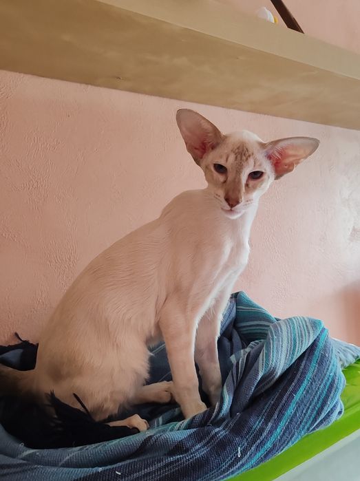 Ориентальные котята из питомника