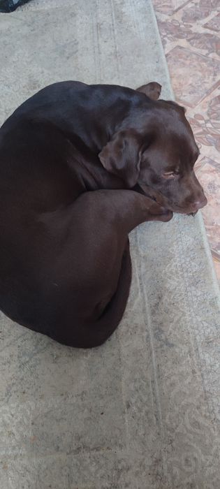 Лабрадор, мальчик