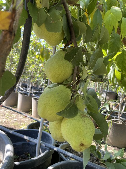 Pomi fructiferi pe rod !