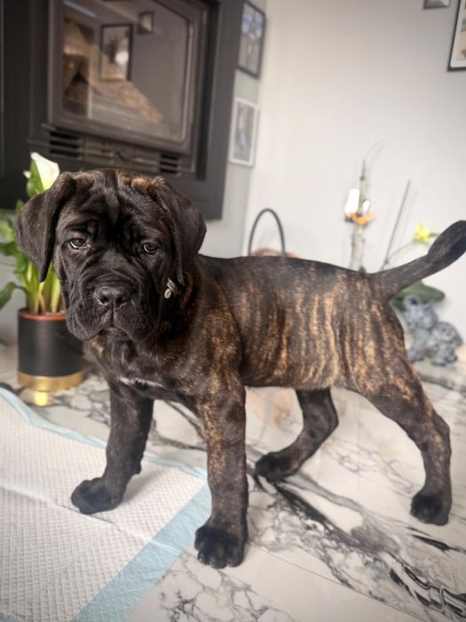 Женско кученце кане корсо италяно шоу клас от родословни родители