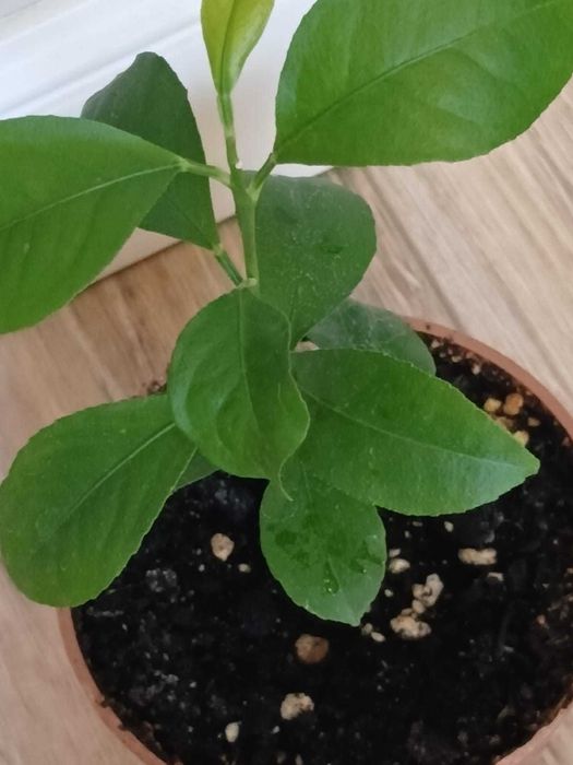 Продам молодой Лимон