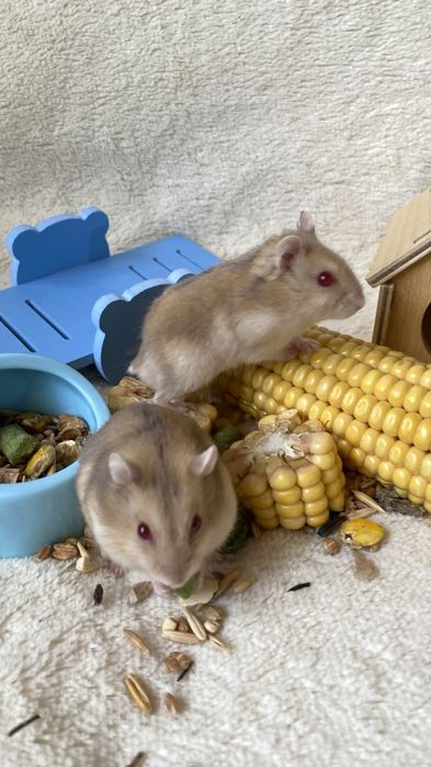 Ручные хомяки клетки корм наполнитель