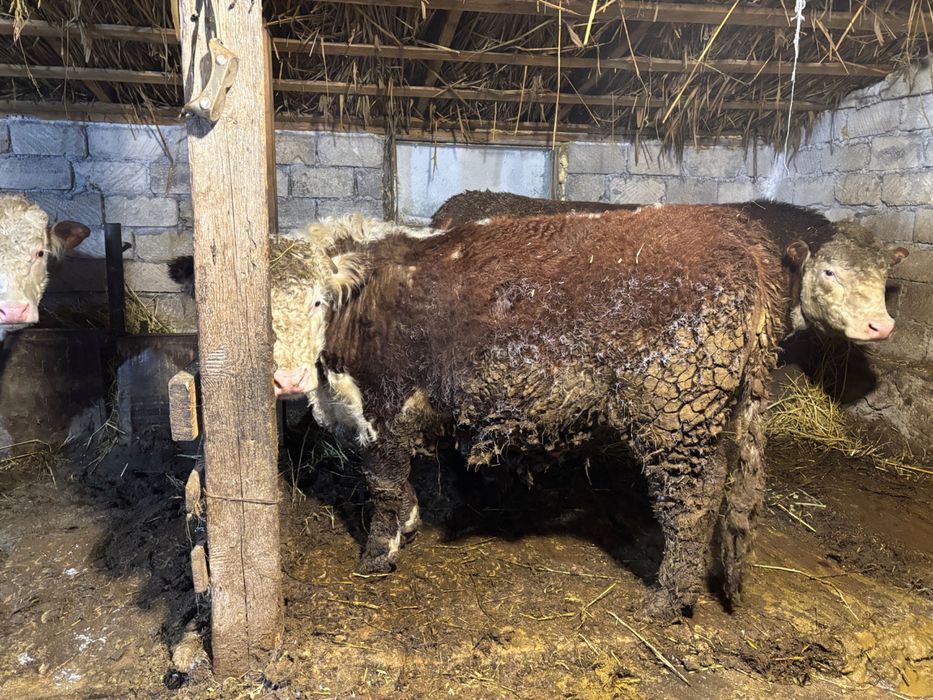 Ак бас букалар, белоголовые быки