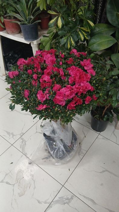 Комнатные растения Азалия Azaliya