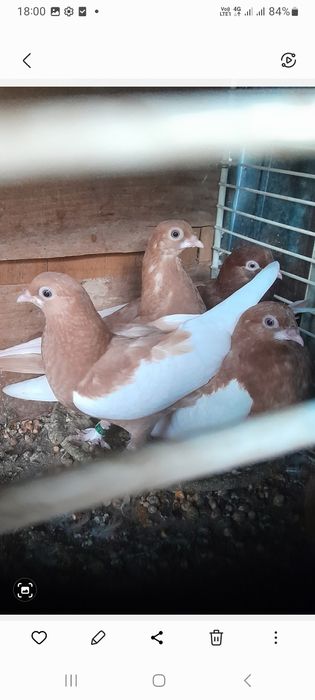 Porumbei standard și bălțați