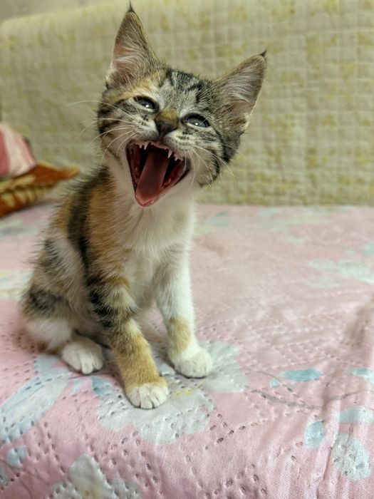 Котенок трехцветная