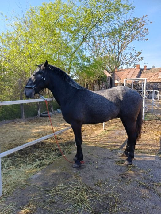 Cal de vanzare lipitan