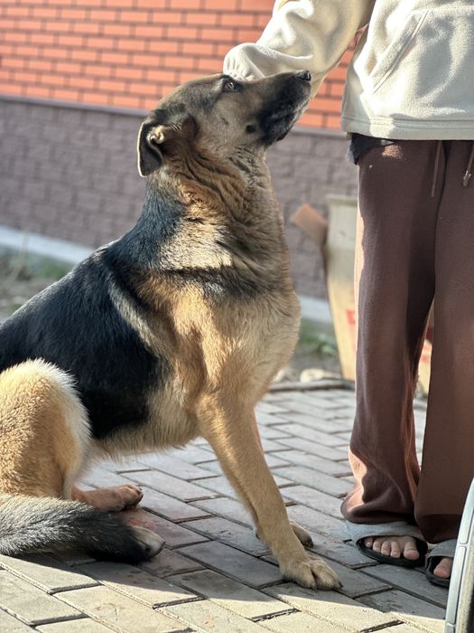 Немецкая овчарка