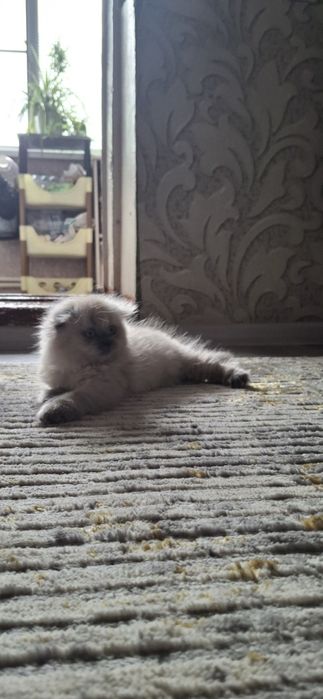 Продаётся котенок пушистая