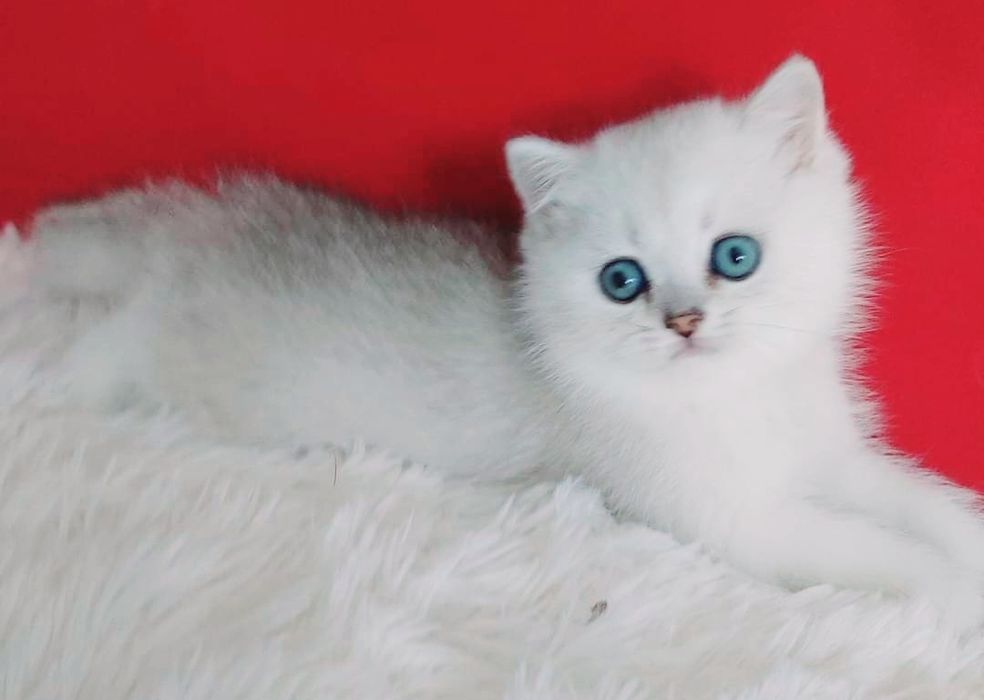 Британские серебристые шиншиллы