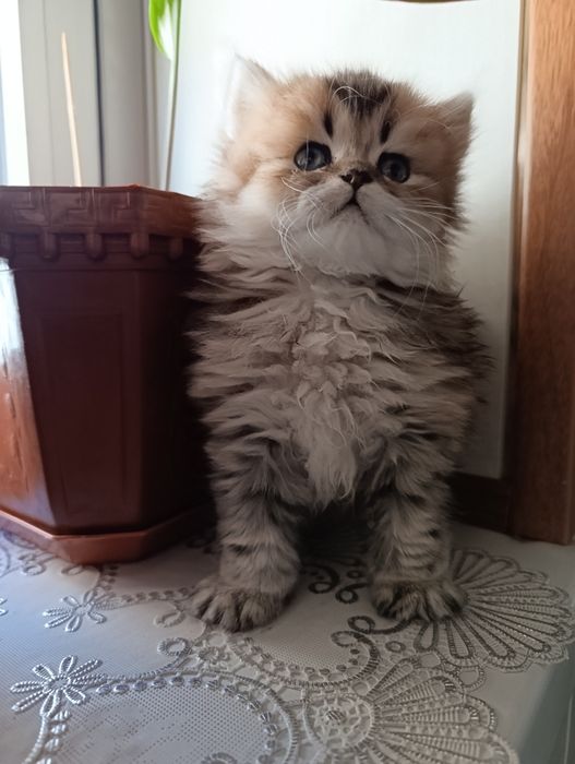 Продаются котята  Scottish straight.