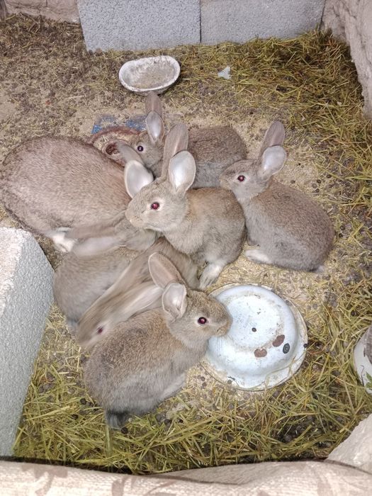 Срочно продам крольчат отец чистый фландр мать обычная.