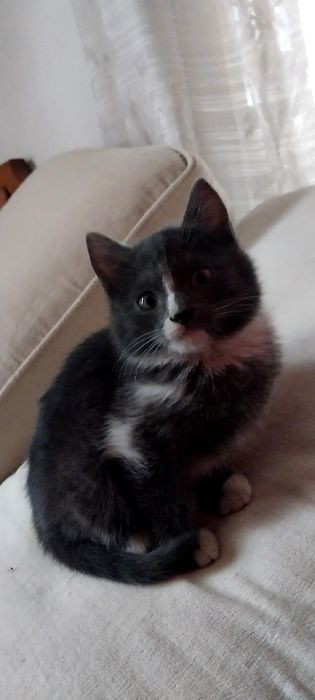 Продам эгейского котика