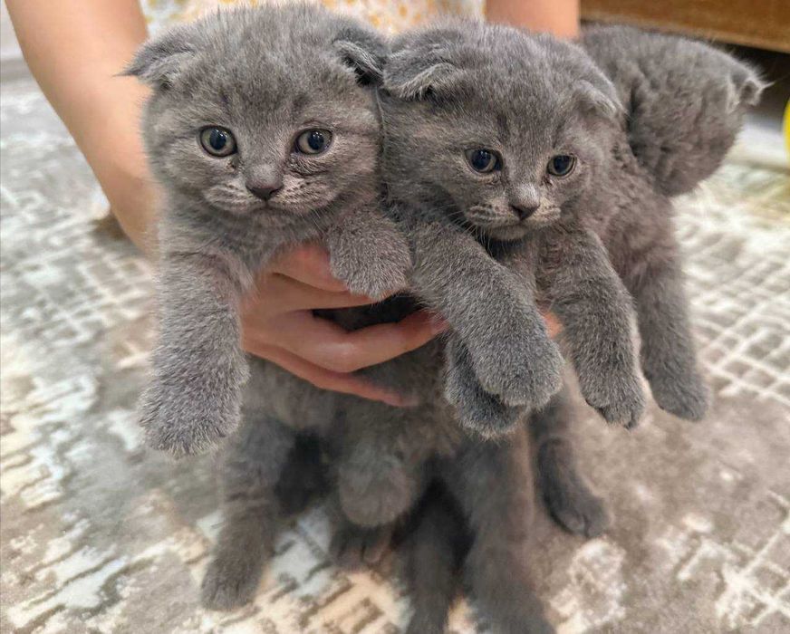 продаются породистые котята