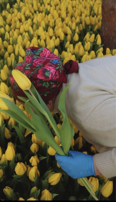 Тюльпаны оптом и в розницу