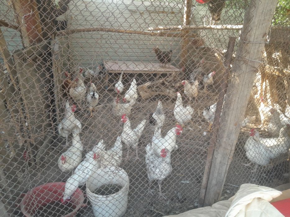 Продам курей гусей уток