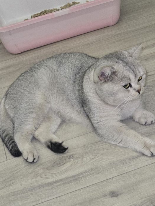 Shinshilla okraska li Mushuk
