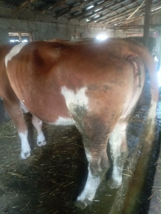 Vaca gestanta de 6 luni