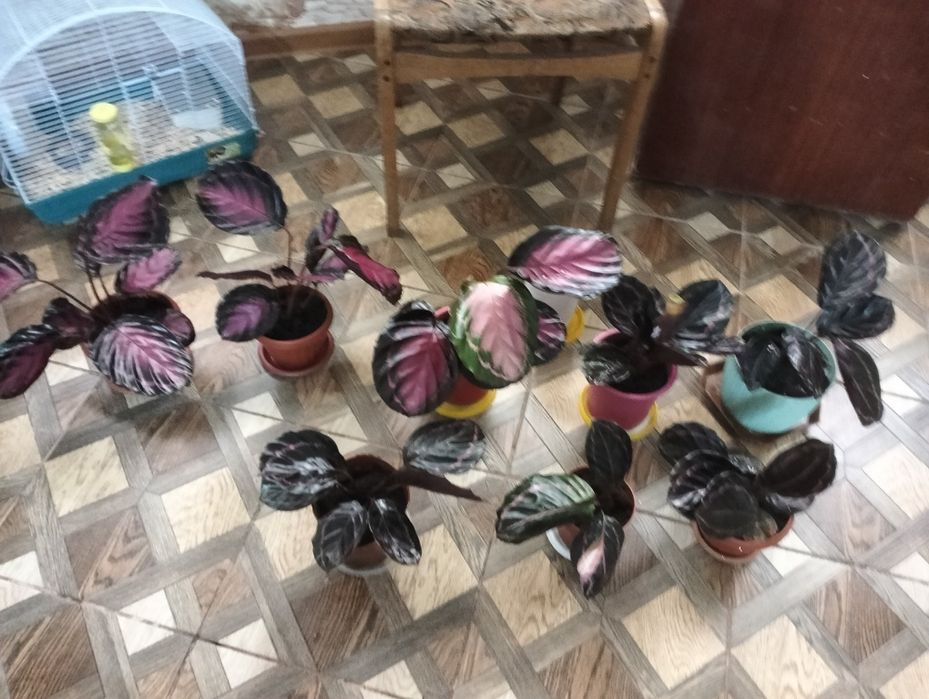 Домашние цветы. Разные.