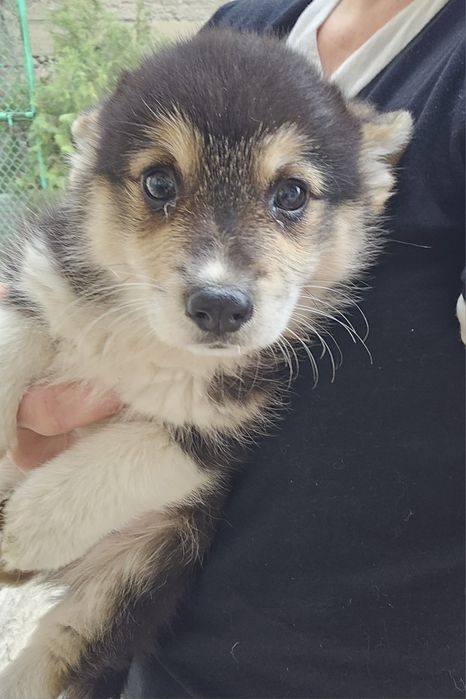 Вельш корги пембррк