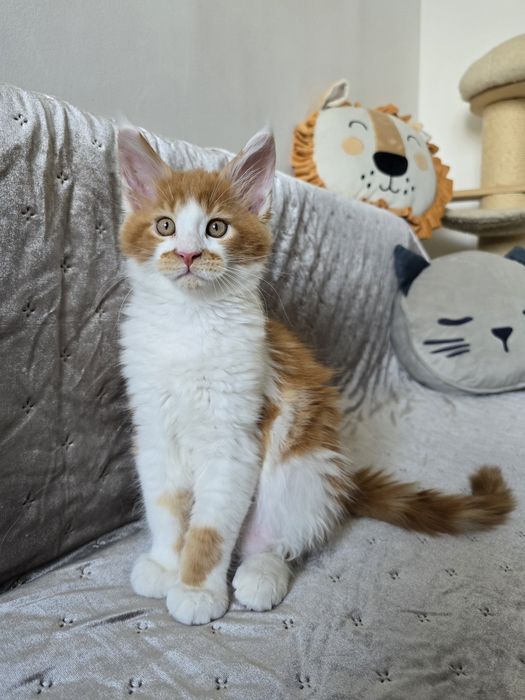 Pui Maine Coon Mascul