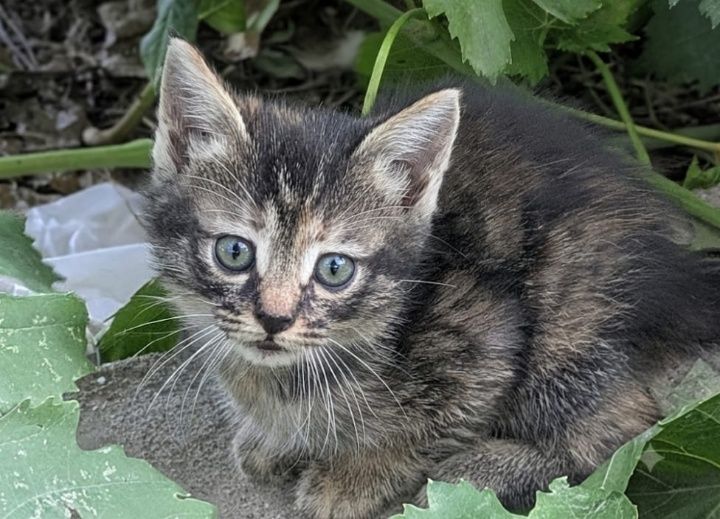 Отдам котят в добрые руки