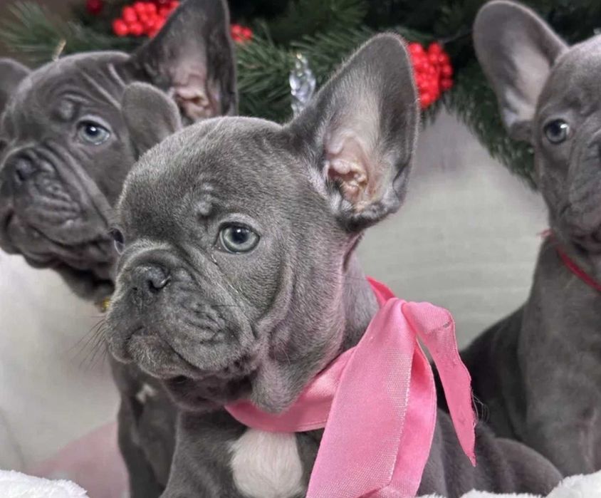 Френски булдог син