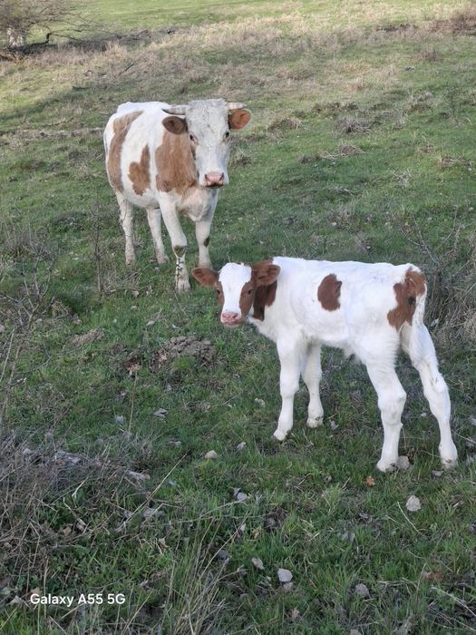 Vând vacă bălțată românească cu vitel