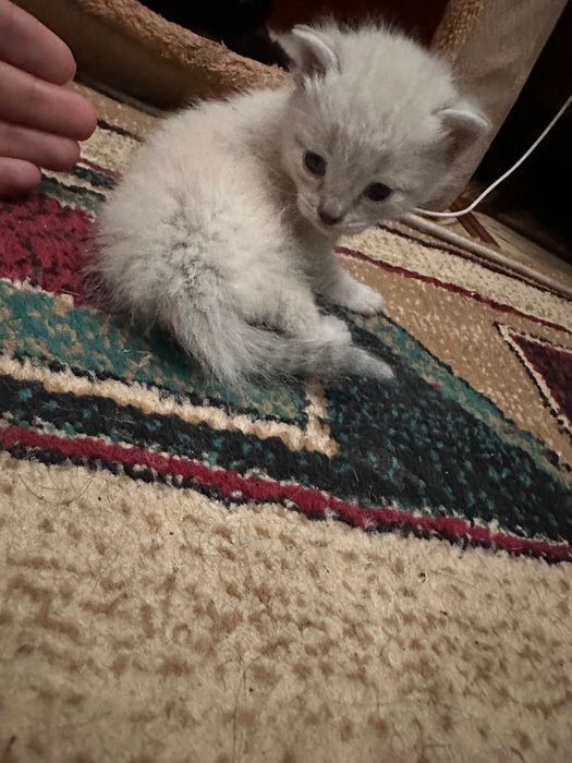 Отдадим котят в хорошие руки