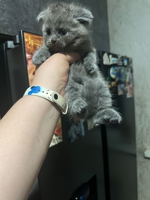 Скоттиш фолд британцы вислоухие