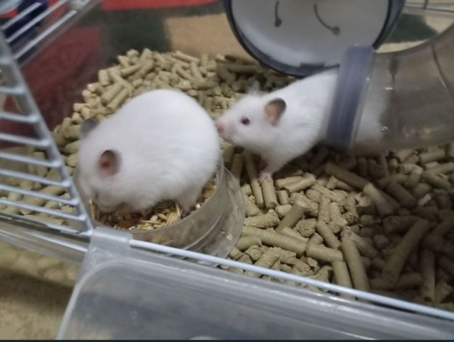 Продаю клетку для хомяков