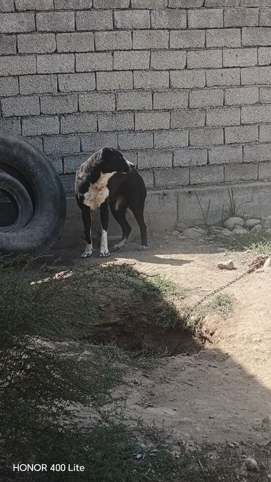 Kuchuk alabay 1, 5yosh