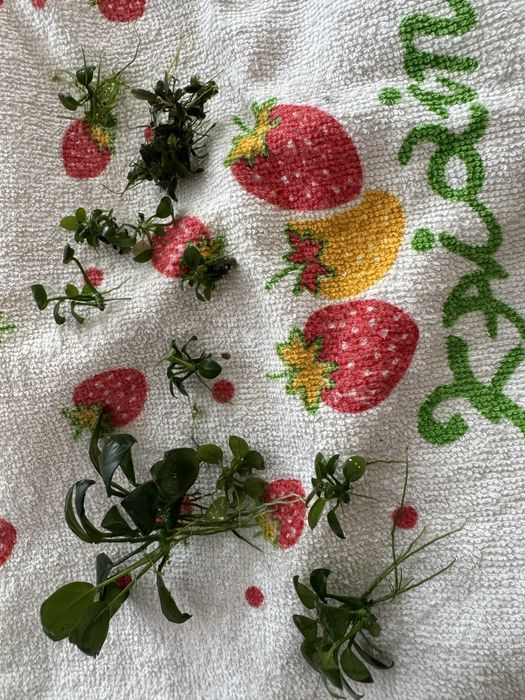 Pachet plante acvariu