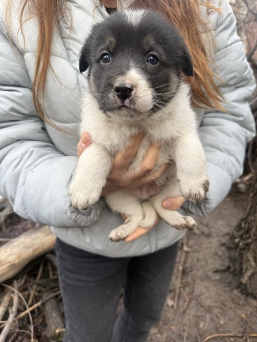 Отдам в хорошие руки щенят