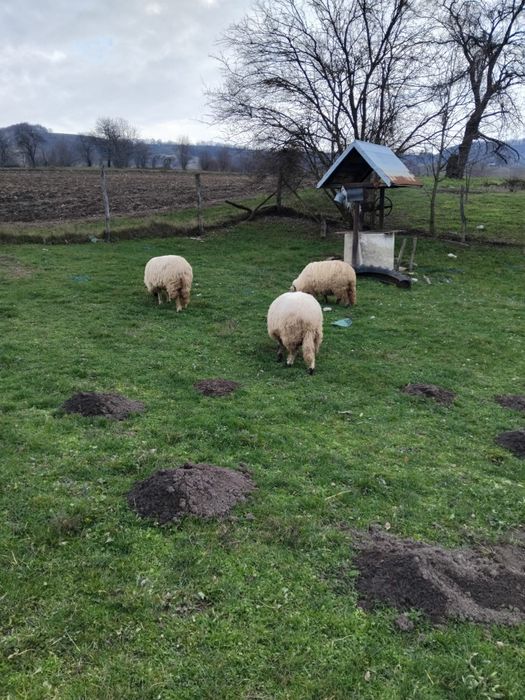 De vanzare oi si berbec